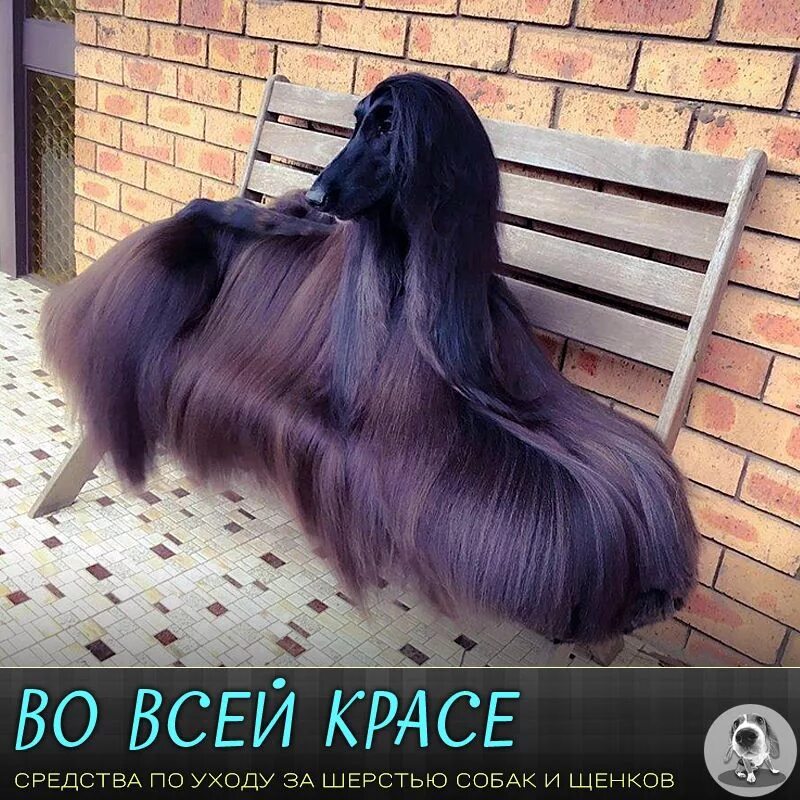 Афганская борзая. Собака с пышной длинной шерстью. Собака с натуральными волосами. Породы собак с прямыми волосами.