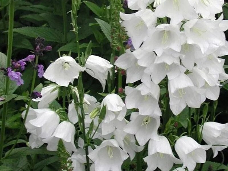 Bellflower 'Peach-leaved (white)' - (Campanula persicifolia) Bellflower, Habitat