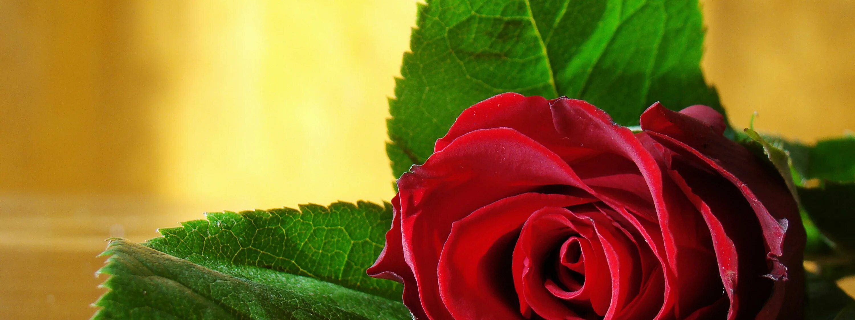 День на главную страницу. Красный цветок. Красивые розы. Красивые обложки для одноклассников. Цветы для профиля.
