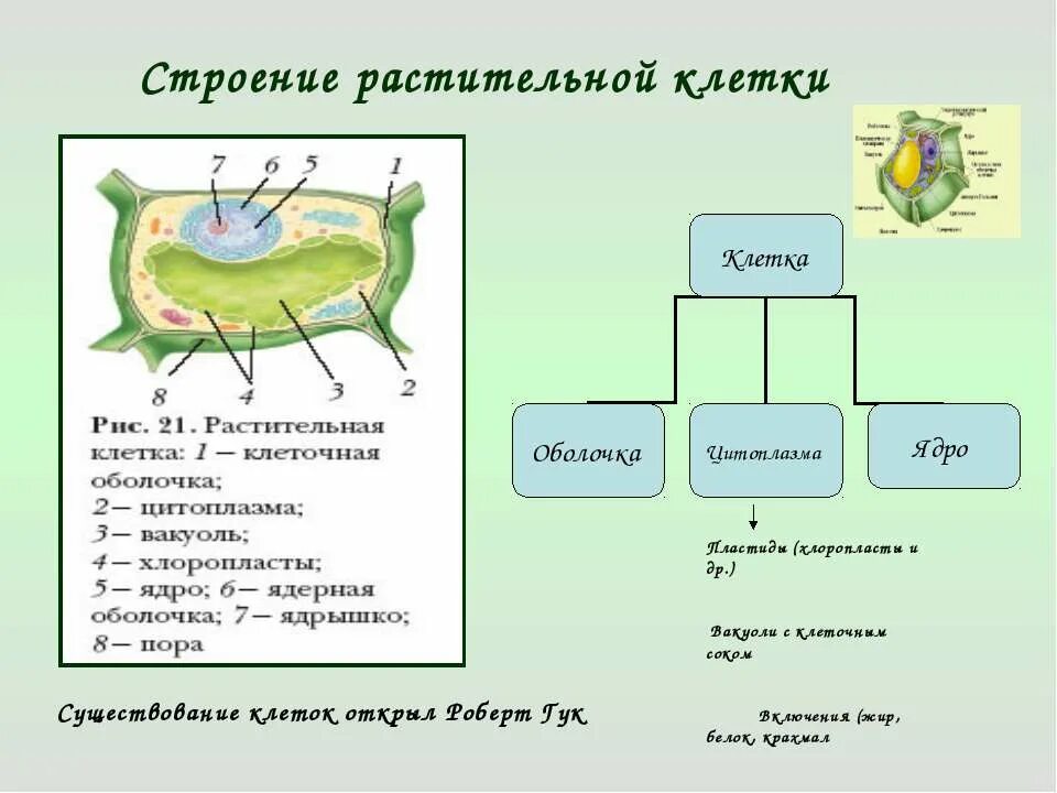 Строение ядра растительной клетки 5 класс биология. Особенности строения клеток. Строение растительной клетки. Структура клетки растения 6 класс. Растительная клетка наличие ядра