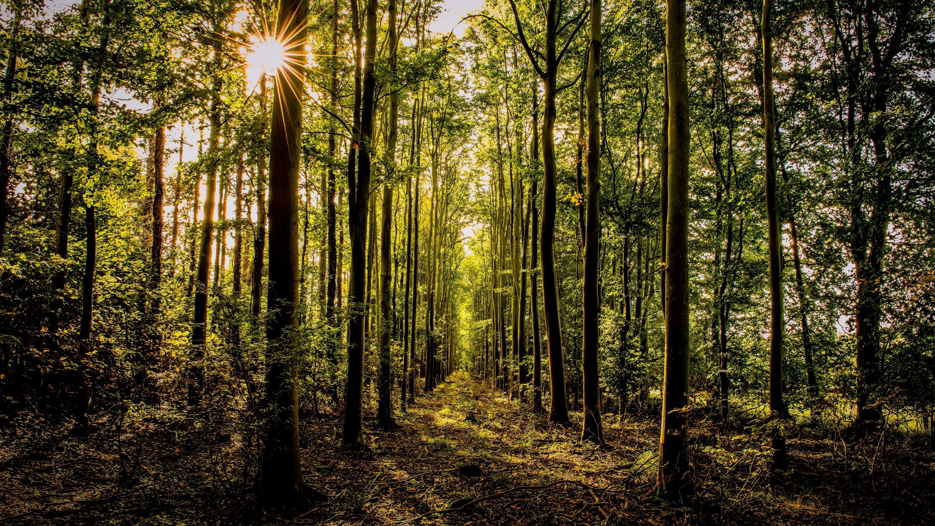 Волшебный лес. Земля леса. Сосновый лес панорама. Forest 8. Андроновский лес пермь фото.