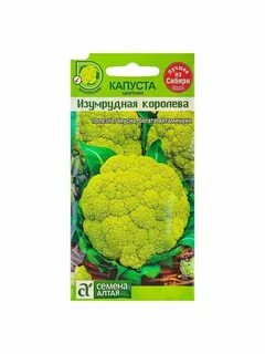 Капуста семена алтая