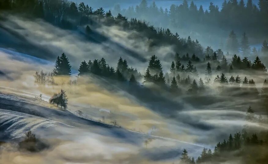 Невероятный лес. Лес прошлого. Ancient Wolf - Landscapes of my Fatherland. Greatest amazing beautiful shot Forrest.