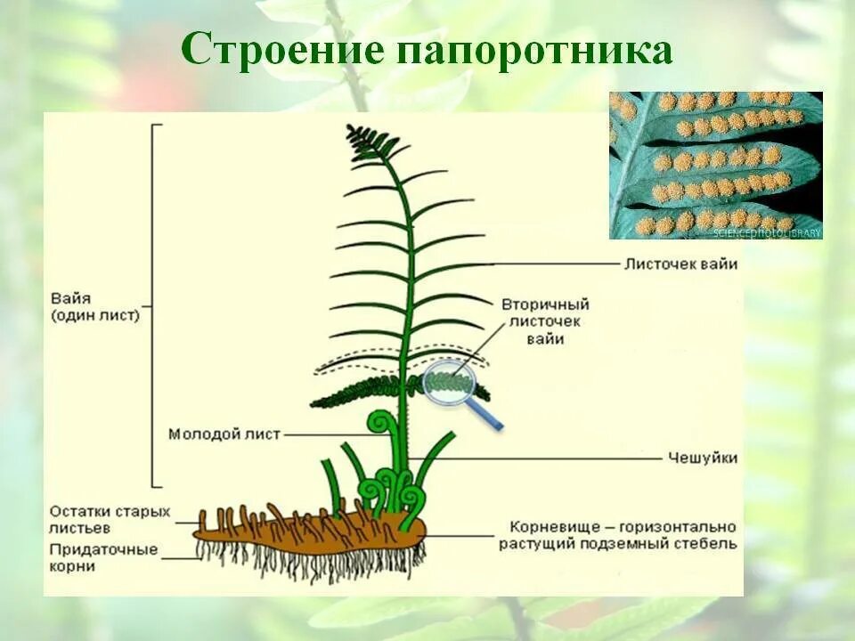 Формула папоротниковых растений