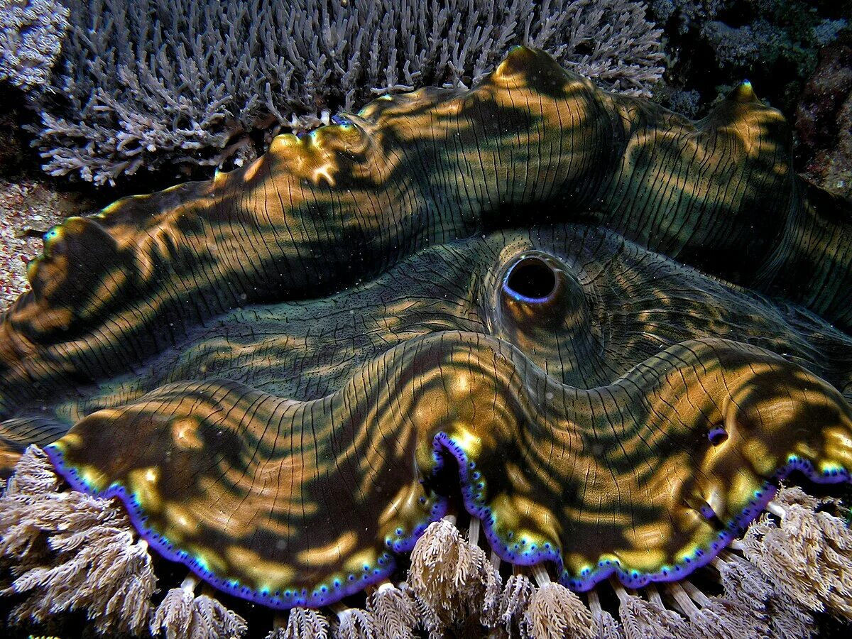 Моллюск тридакна гигантская. Морская тридакна. Гигантский моллюск (tridacna gigas). Тридактна моллюск. Тридакна гигантская (tridacna gigas).