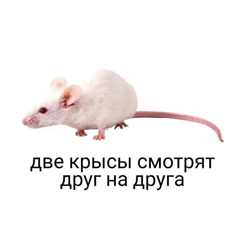 Что означает ты крыса. Мемы с крысами. крыса мем. смешные крысы. две смешные крысы.