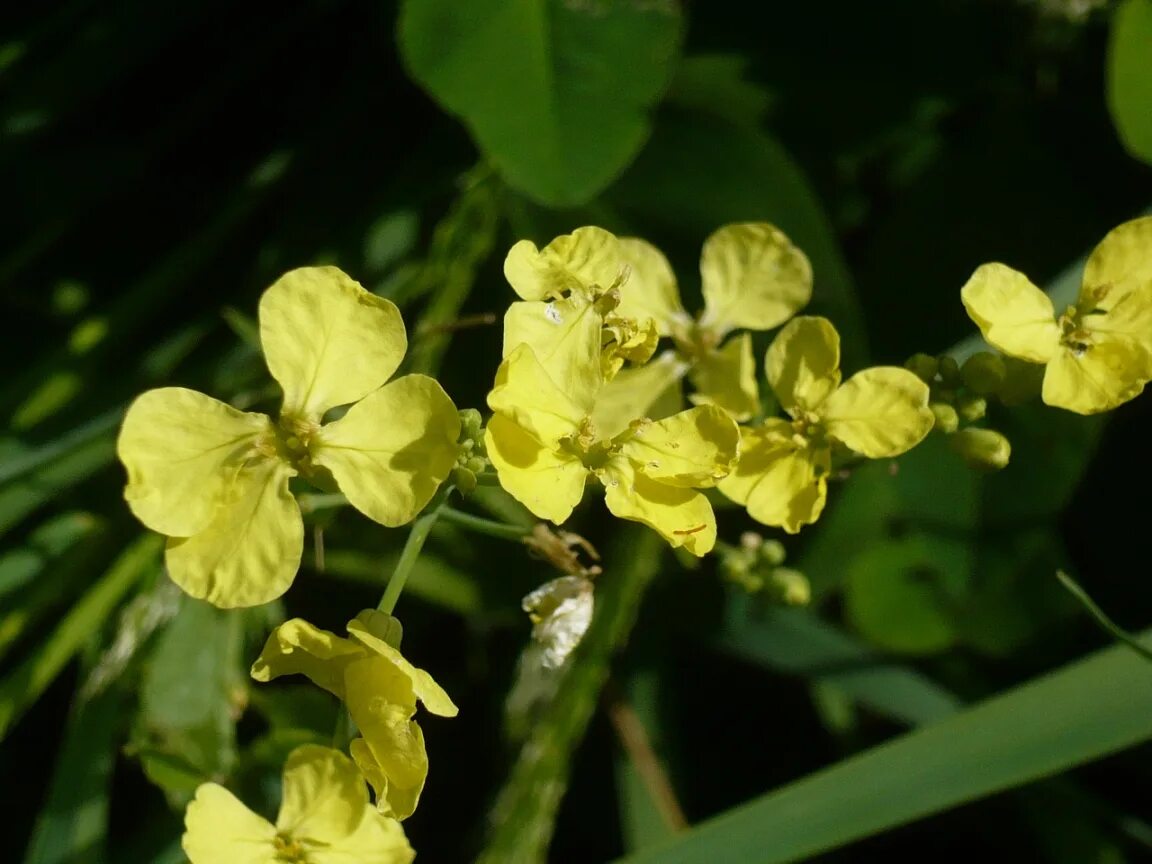 Редька Дикая (Raphanus raphanistrum). Редька Полевая, Дикая (Raphanus raphanistrum l.). Редька Дикая соцветие. Крестоцветные Репник. Таксон редьки дикой