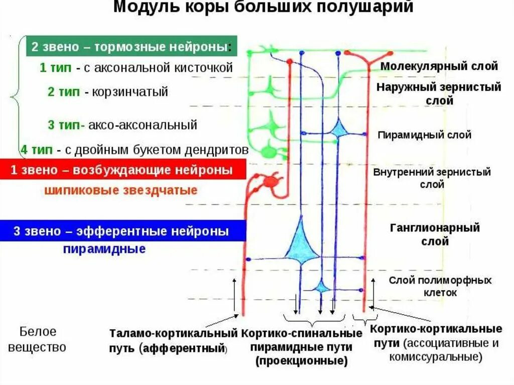 Модульный принцип организации коры полушарий большого мозга. Схема строения колонки модуля коры головного мозга. Схема строения колонки коры большого мозга. Схема модуля коры больших полушарий головного мозга.