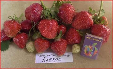 Аллегро клубника описание сорта фото отзывы садоводов