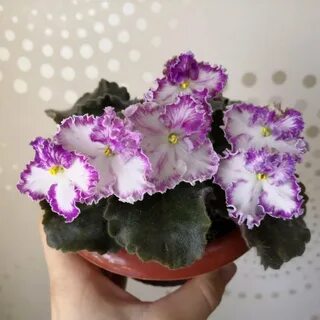 Фиалка посмотри в глаза фото и описание