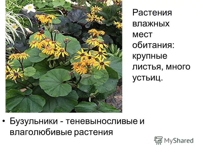 растения влажных обитаний. листья растений влажных мест. растения влажных мест. растения мезофиты. растения влажных обитаний.