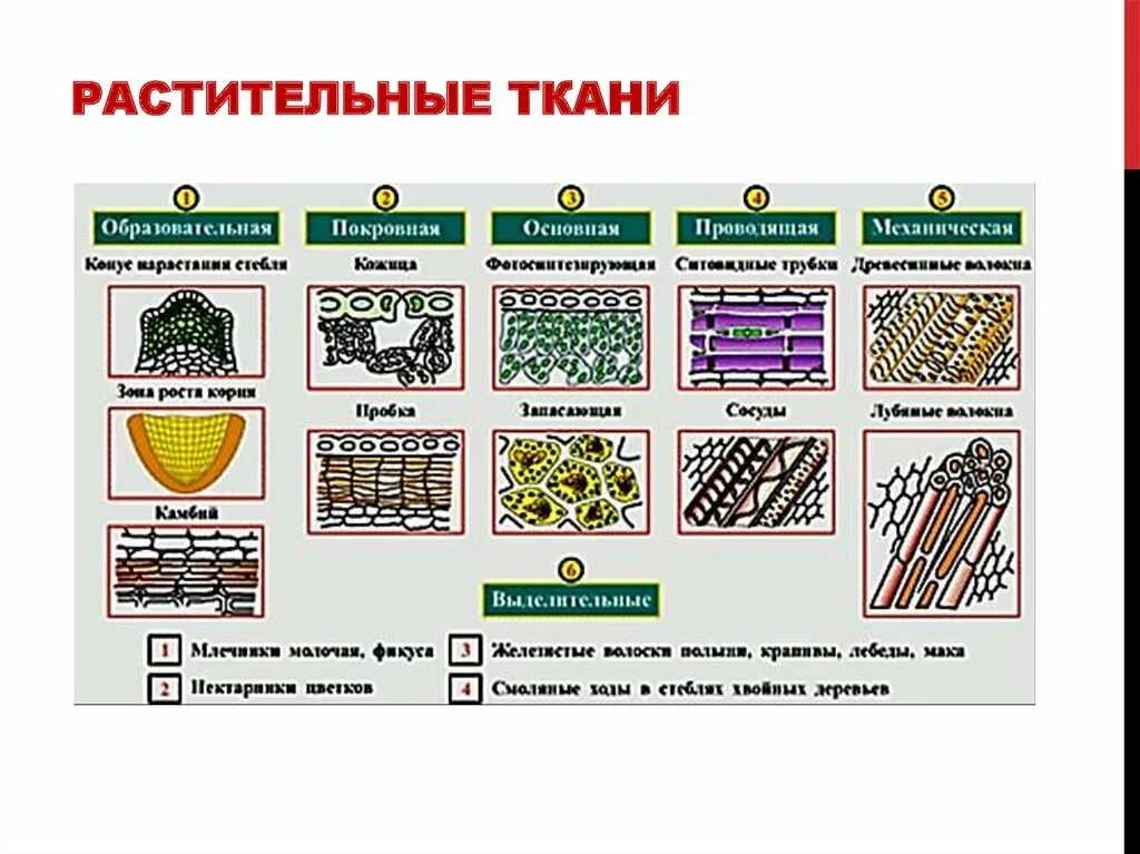 Таблица ткани растений 6 класс биология. Типы тканей растений 5 класс биология. Функции тканей растений 6 класс биология. Биология 6 кл таблица о ткани растений. Какие растительные ткани существуют