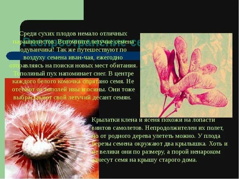 Распространяется ветром в семени содержится. Распространение плодов и семян водой. распространение плодов и семян человеком. плоды и семена распространяемые ветром. распространение плодов и семян 6 класс биология.