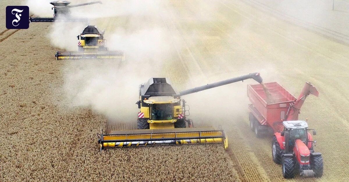 Урожайность зерна. Урожай зерна фото. Зерно Россия. Средняя урожайность зерновых.