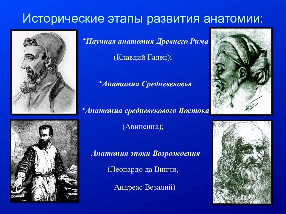 Этапы развития анатомии. Краткий исторический очерк развития анатомии. Исторические этапы развития анатомии.