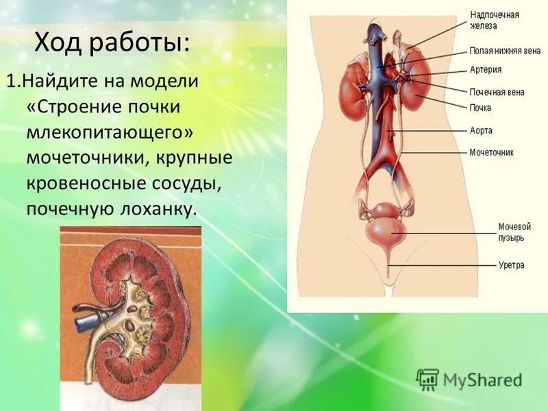 Основная функция почек. Строение почек млекопитающих. Выделительная система животных млекопитающих. Функции почек физиология. Строение почек млекопитающих рисунок.