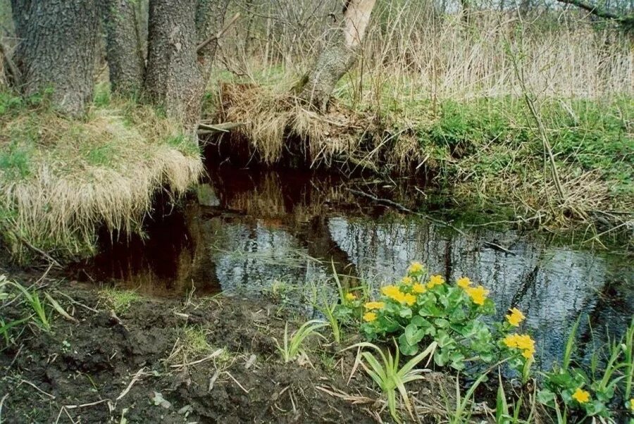 Село бакаево оренбургская область. Погода в поникле. Погода в поникле. Погода в поникле. Деревня савруша оренбургская область.