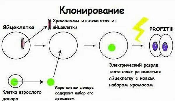 Как делают клонов. Клонирование схема процесса. Репродуктивное клонирование схема. Клонирование человека схема. Клонирование схема биология.