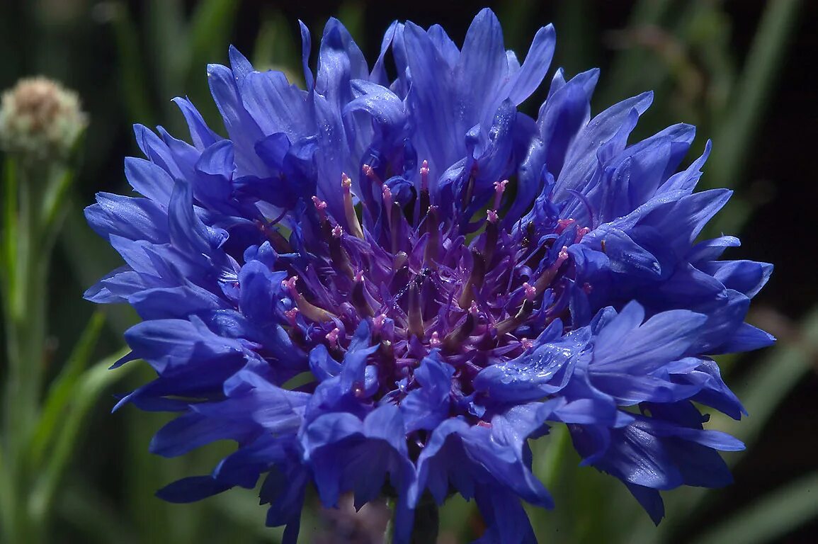 Василек синий Centaurea cyanus l.. Василек синий Корнфловер. Centaurea cyanus (Cornflower). Василёк синий (centaureacyanus).