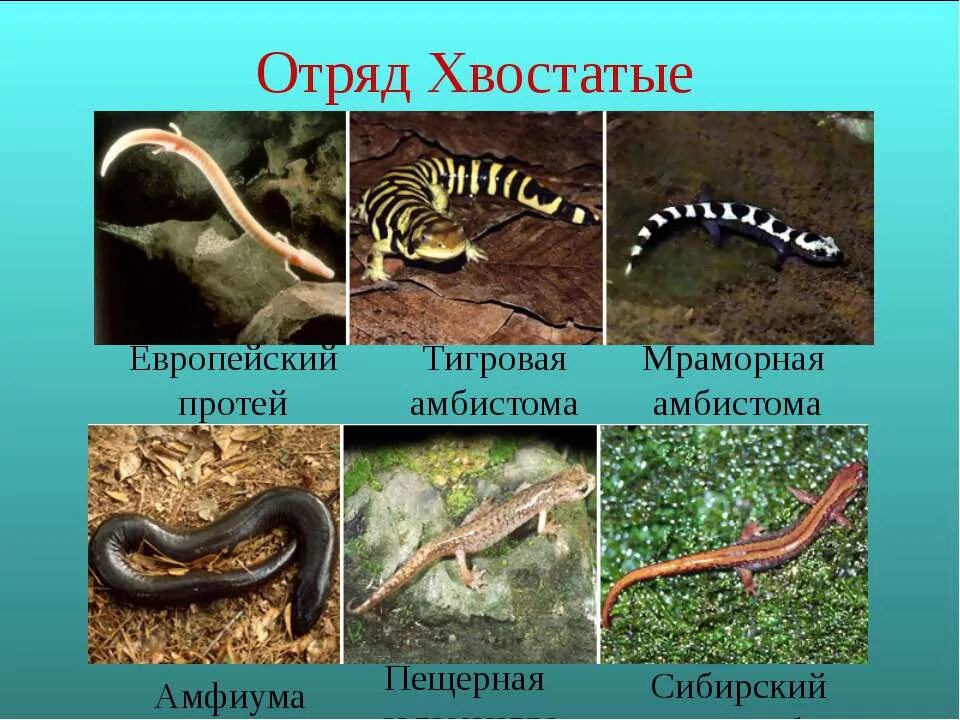 К хвостовым земноводных относятся. Отряд земноводных хвостатые представители. Земноводные хвостатые тритон обыкновенный. К хвостовым земноводных относятся. Отряд хвостатые саламандра.