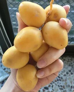 Как выглядит свежий финик