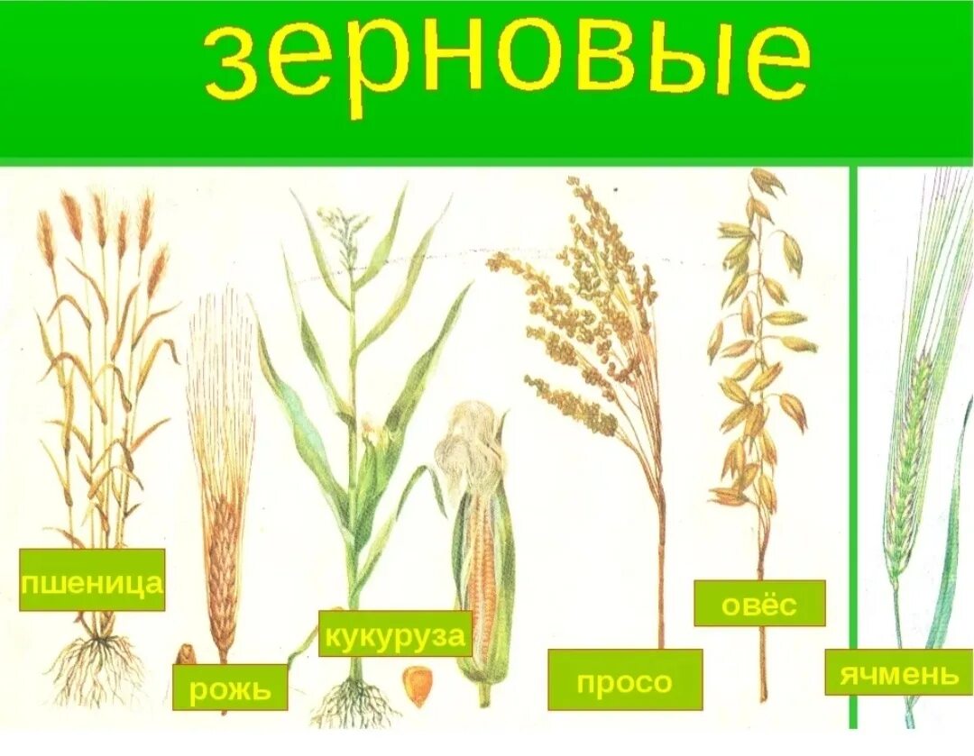 Название стебля злаков. Злаки пшеница рожь ячмень. Зерновые растения названия. Злаковые для дошкольников. Зерновые культуры для детей.