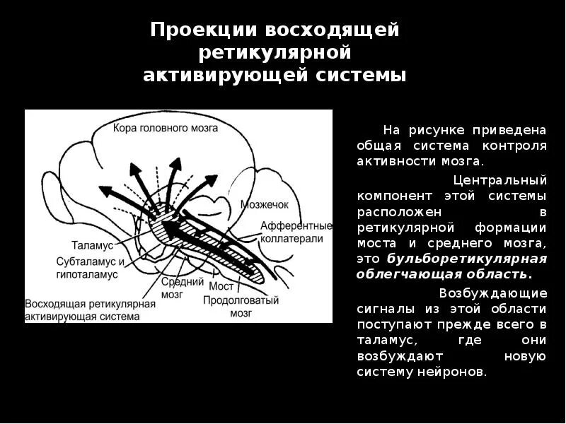 Ретикулярная формация мозгового ствола. Ретикулярная формация головного мозга восходящая. Ретикулярная формация схема. Ретикулярная формация спинного мозга.