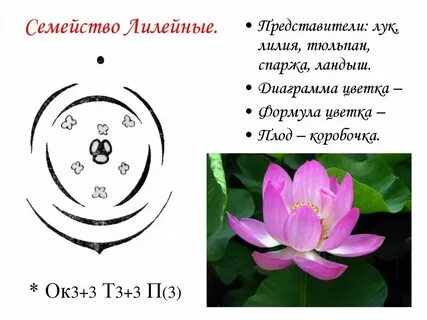 Лилейные растения это
