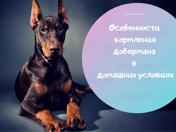 4 добермана. Доберман щенок милый. Питание добермана. Откормленный доберман. Доберман щенок.