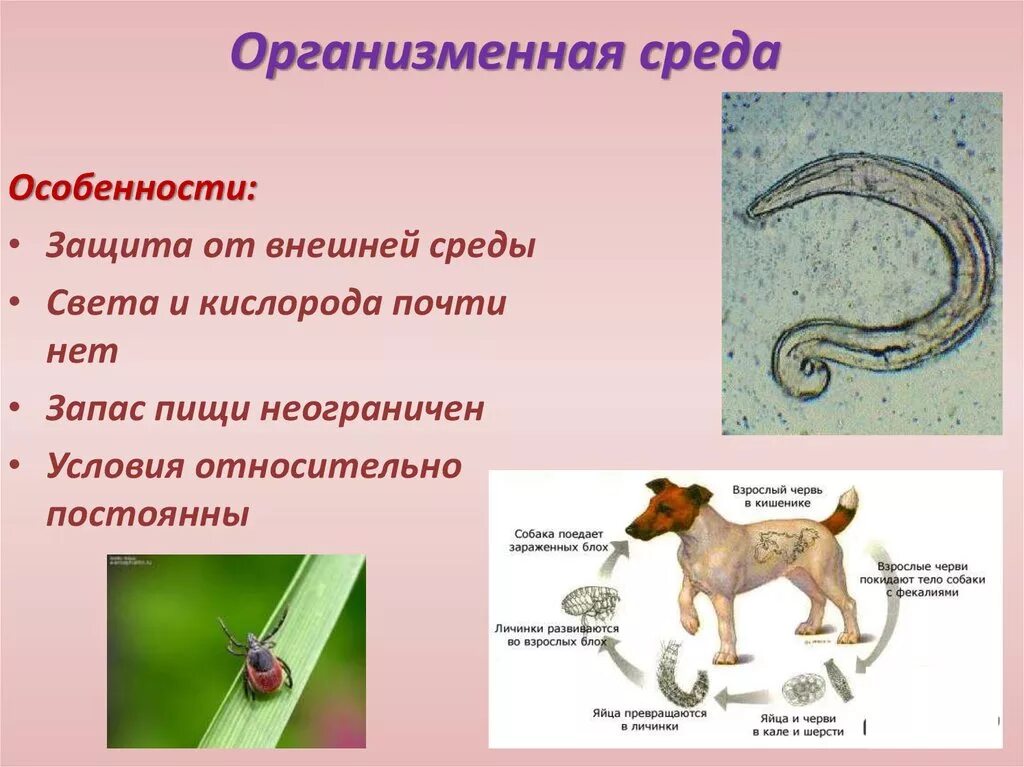 Организменная среда обитания жизни