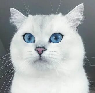 Имя для белой кошки с голубыми глазами