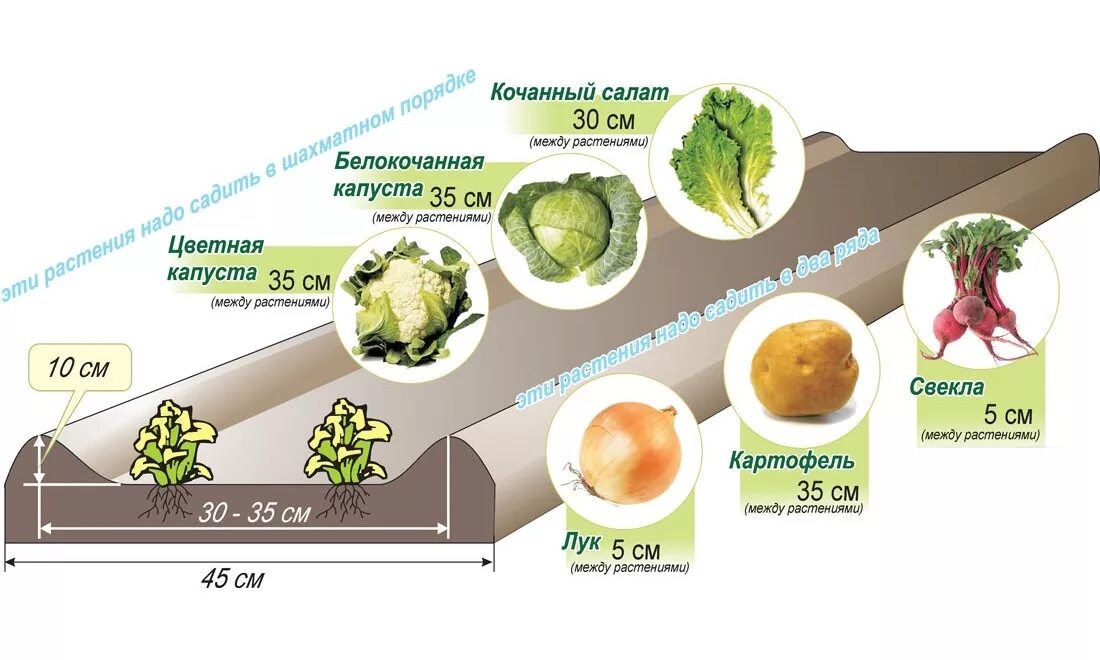 На какую глубину сажать капусту. Схема посадок на грядках по Митлайдеру. Схема посадки по методу Митлайдера. Схема посадки капусты в открытый грунт рассадой. Митлайдер грядки схема посадки.