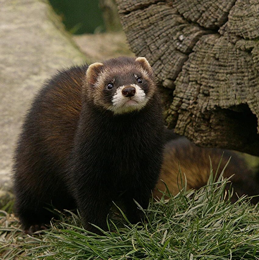 Крупные куньих. Отряд куньих. Куньи (подсемейство) Куньи. Polecat. Polecat Ferret.