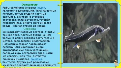 Строение осетрообразных рыб