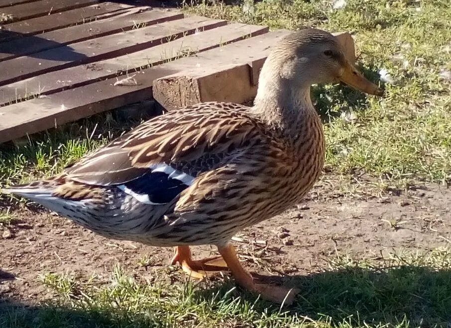 Утки кряквы зимой. Дикие утки кавказа. Селезень крякаш. Как определить возраст утки. 4 утки.