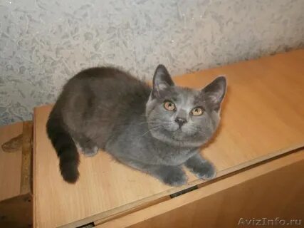 Объявления котята пенза