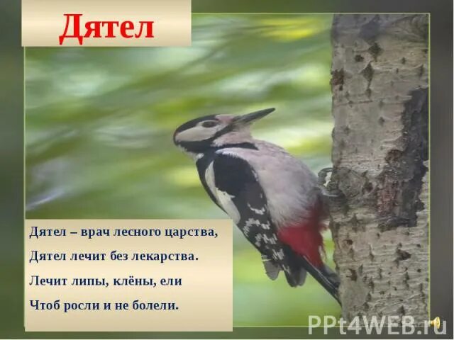 Дятел составить предложение 2 класс. Стих про дятла. загадка про дятла. дятел врач лесного царства лечит без лекарства. загадка про дятла для детей.