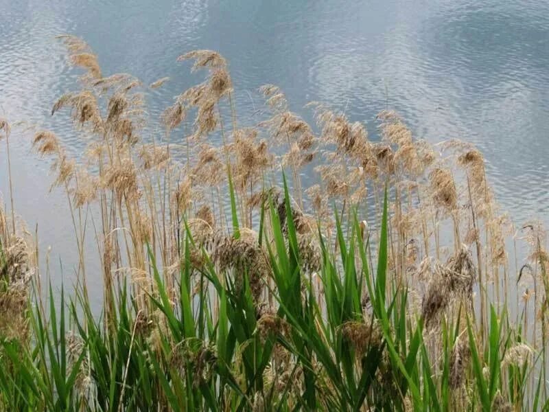 Высоким камышом и сухой. Тростник Южный phragmites Australis. Тростник обыкновенный phragmites Australis. Тростник Южный Плантариум. Тростник Южный (phragmítes Austrális).