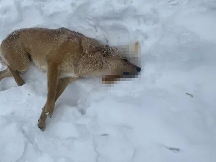 Собаки в узловой