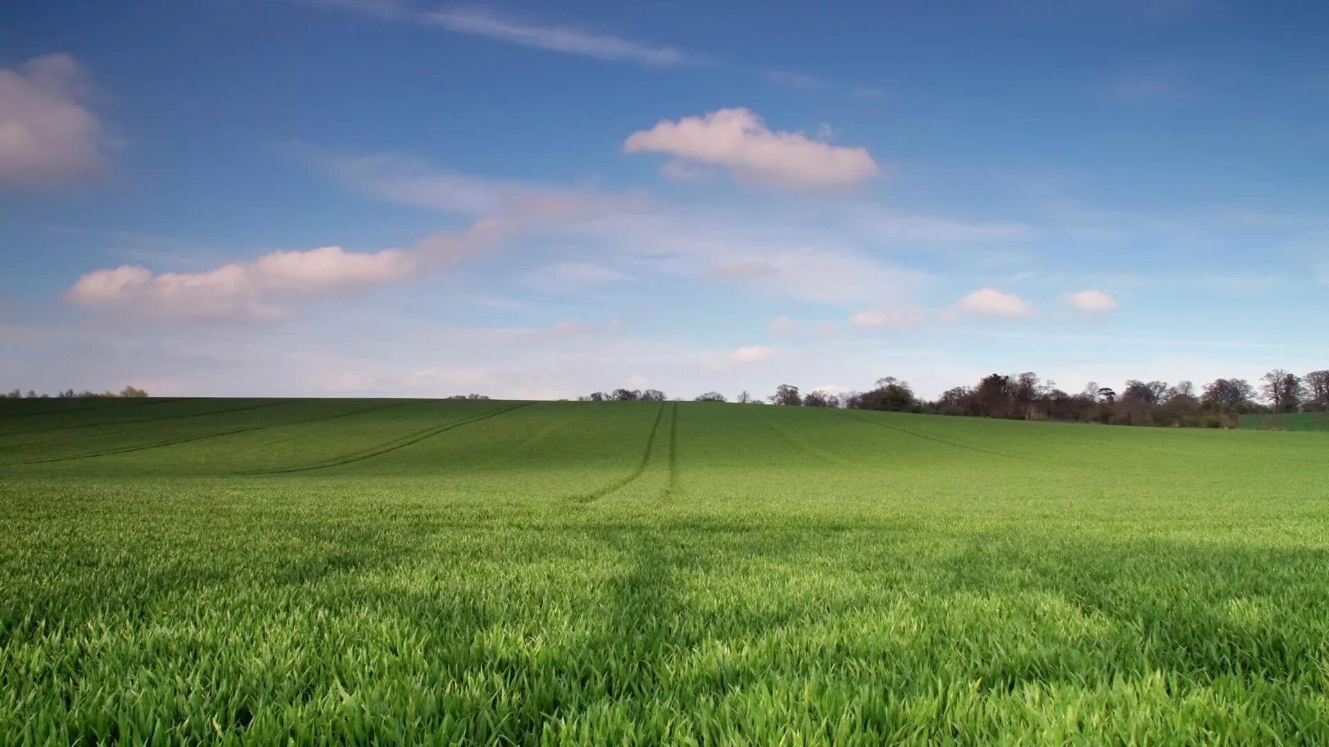 Трава поле. В поле. Зеленое поле. Поле без травы. Header fields