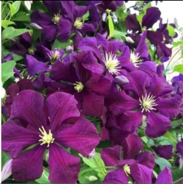 Клематис (Clematis Blue Pillar) класс В Сортовые и махровые клематисы. Декоратив