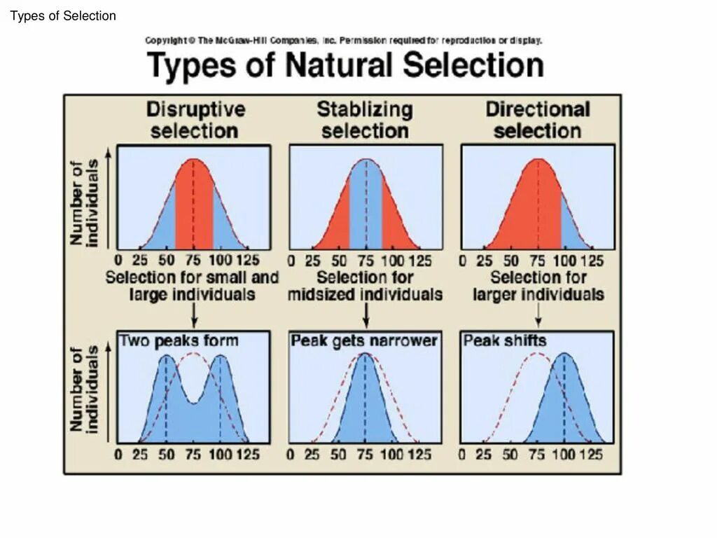 Сайт selection. Type of natural selection. disruptive selection. disruptive selection examples. process of natural selection.