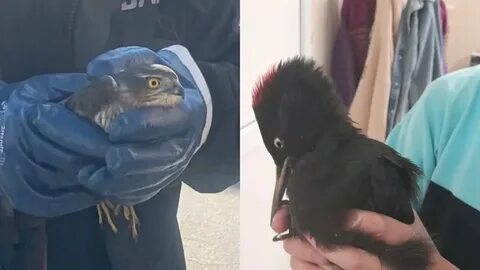 Спасла черного