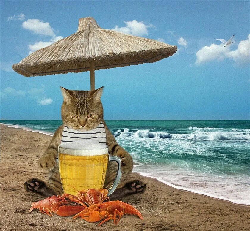 Суббота отпуск. Кот на море. Котик на пляже. Уот на пляже. Море позитива.
