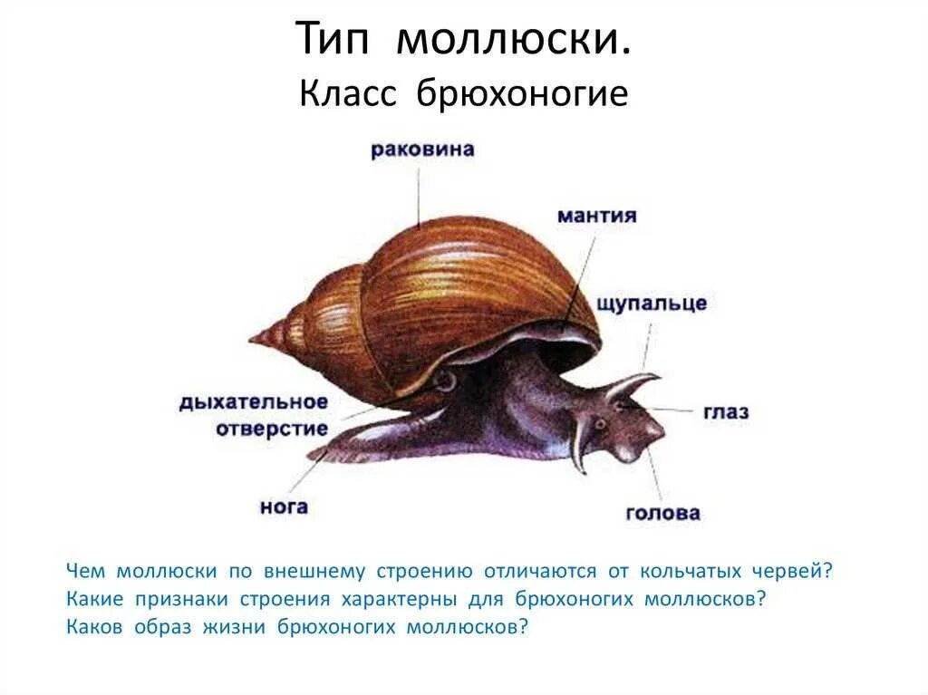 Какое развитие у виноградной улитки. Характеристика брюхоногих моллюски биология 7 класс. Строение раковины виноградной улитки. Представители класса брюхоногие 7 класс. Класс брюхоногие моллюски улитки.