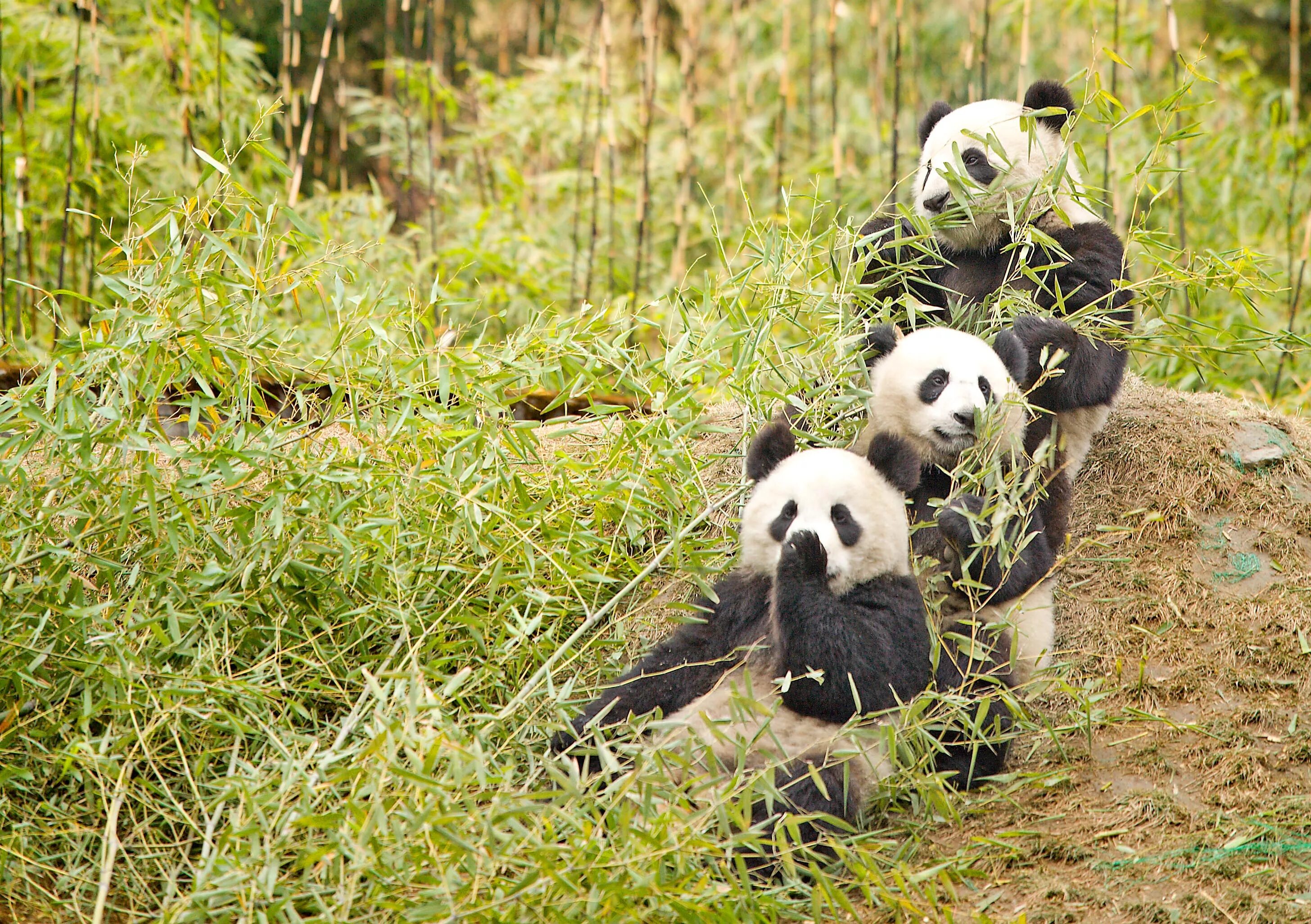 Pandas result