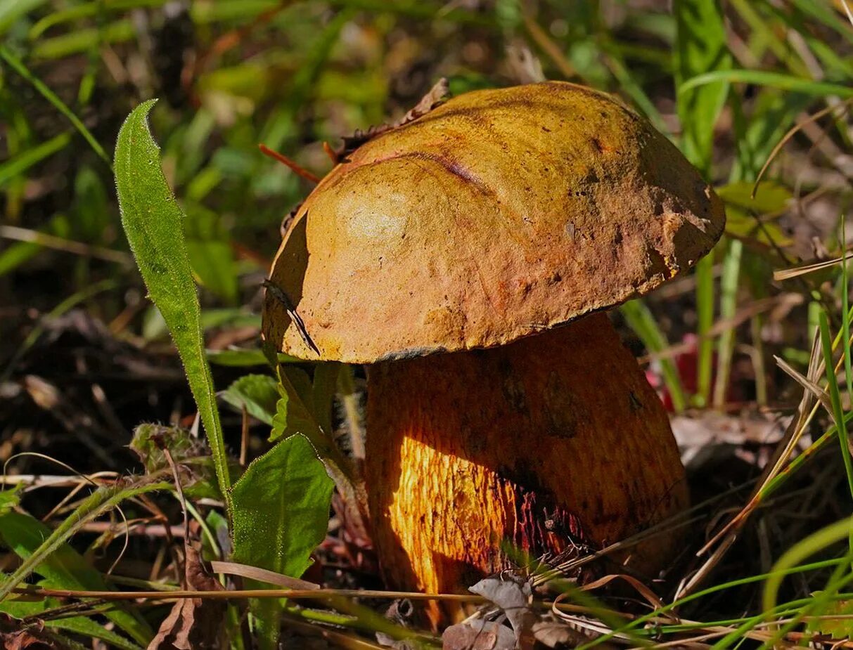 горчак, ложный белый гриб. белый гриб и горчак. маслята и опята. сатанинский гриб ядовитые грибы. красивые съедобные грибы.