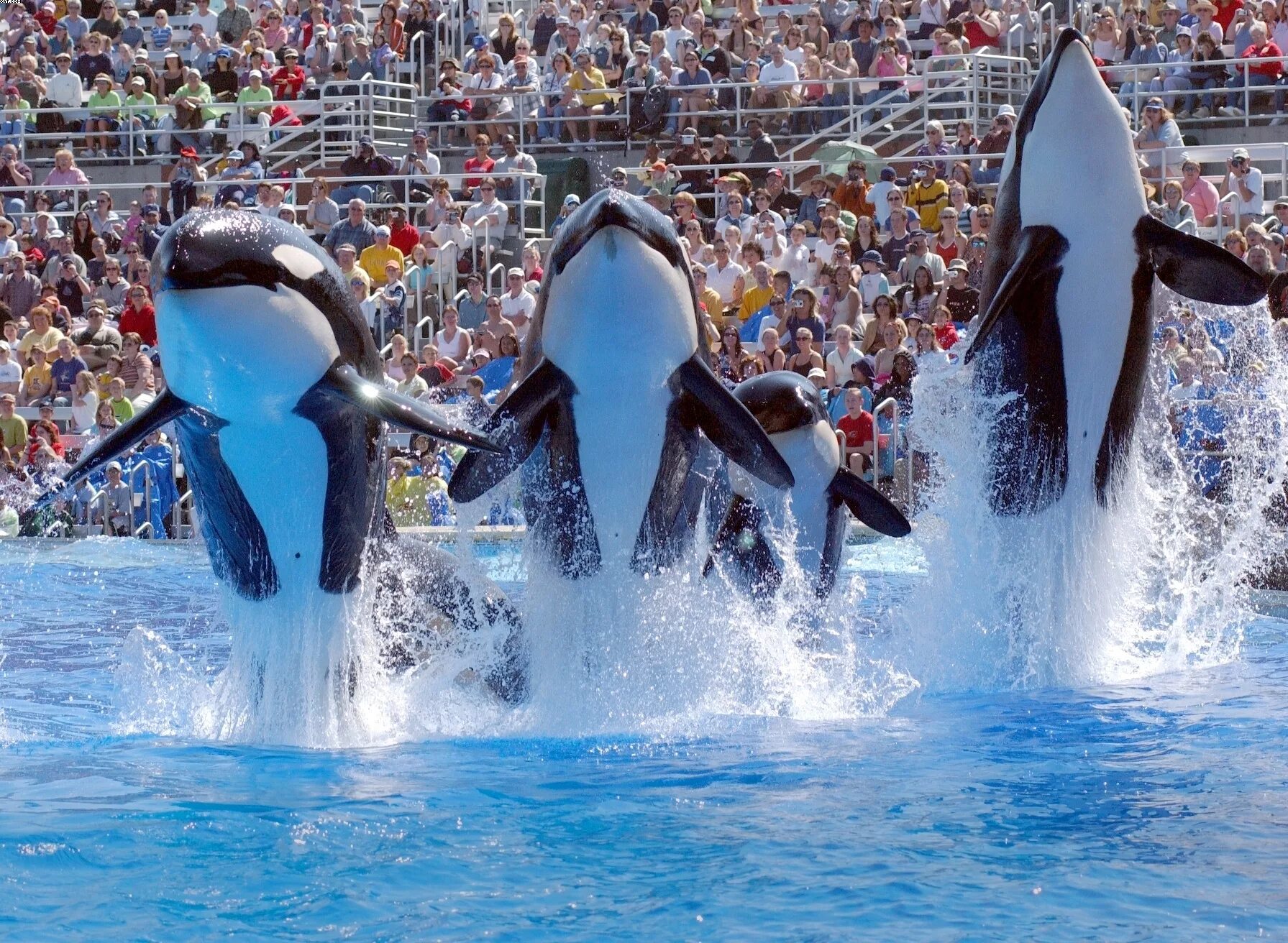 World san. SEAWORLD парк Лос-Анджелес. SEAWORLD San Diego. SEAWORLD Сан-Диего Калифорния. SEAWORLD Orlando бассейны.