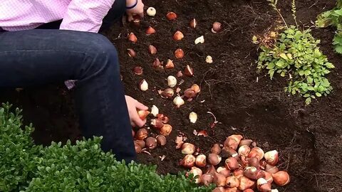 Tulipány tvrdohlavě nekvetou? Zjistěte 5 tajemství, která je přimějí rozkvést do nádherné krásy!