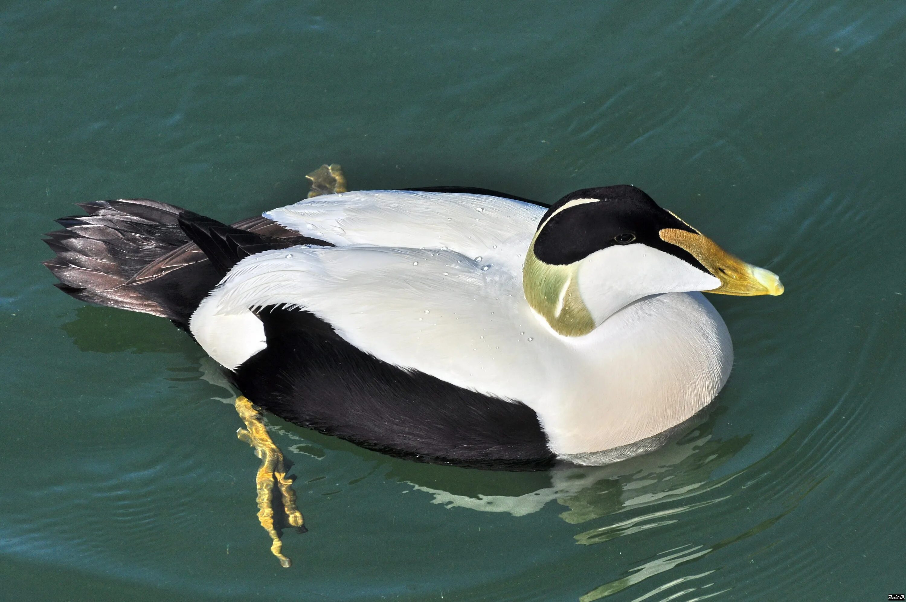 Полярная гага. Утка гага. Северная утка гага. Утка гага обыкновенная. Полярная утка гага.